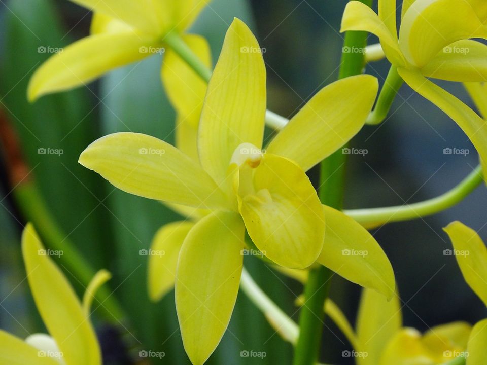 Yellow Orchid 