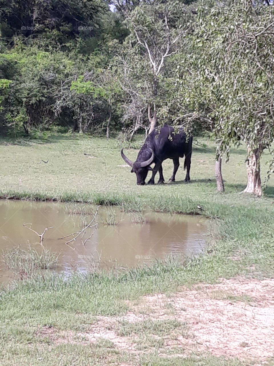 wild buffalo in "kumana" national park in Sri Lanka.