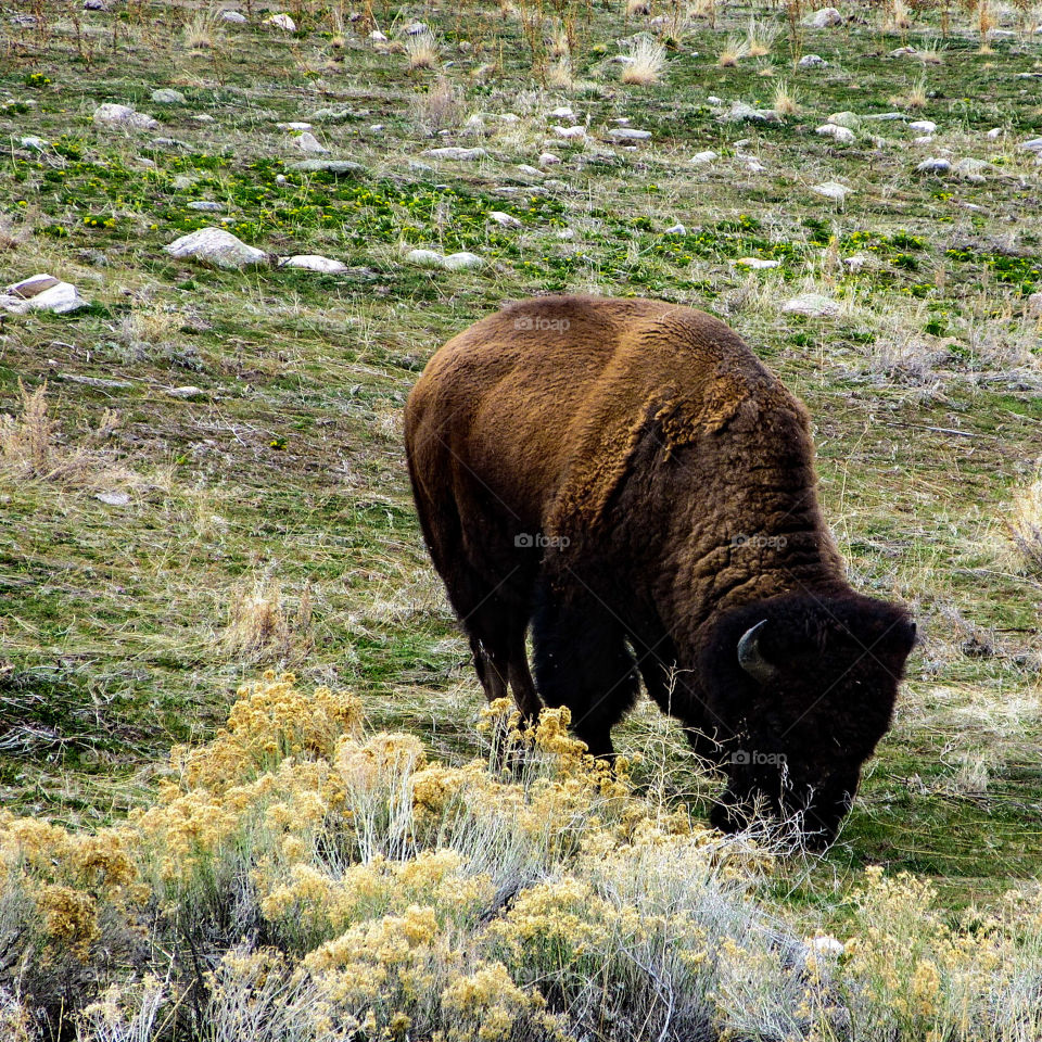 American Bison. Buffalo on Antelope Island in northern Utah.