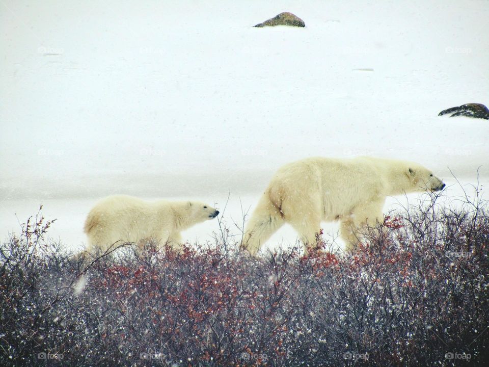 Mom and cub