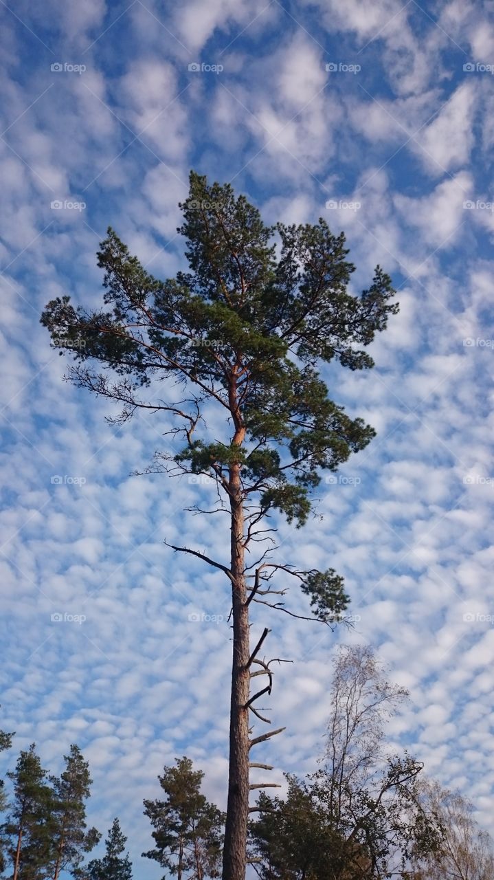 A lonely tree against the sky