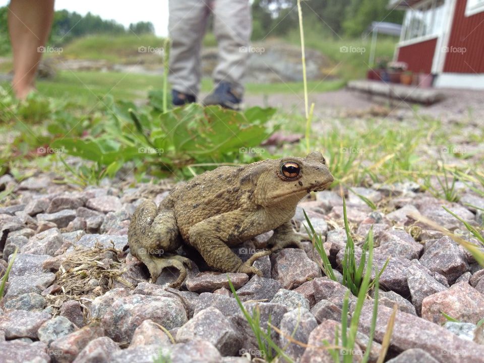 Toad Padda Frog Groda