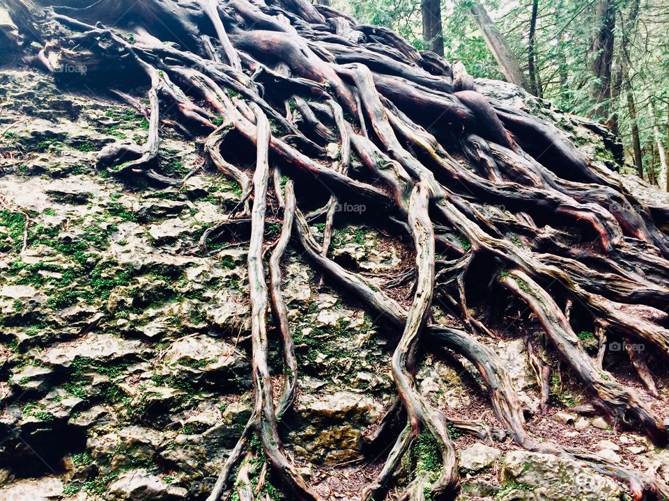 Tree roots photography, the wonder of nature, tree photos