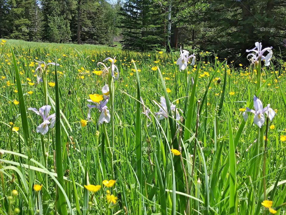 Wild irises & buttercups in a sunny summer meadow. Brought to you by the beautiful Black Hills of South Dakota.