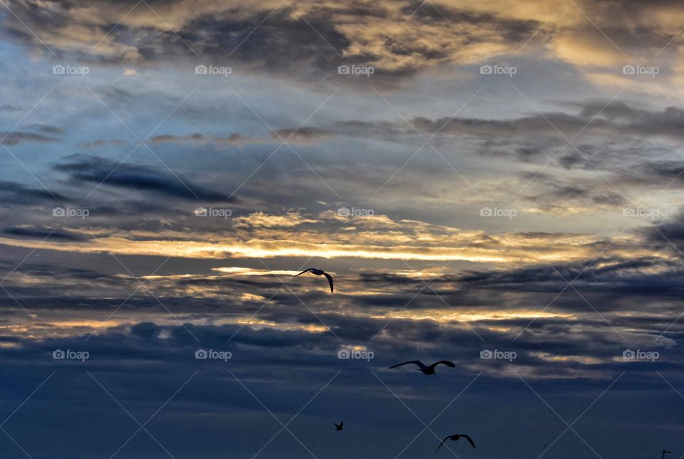 Sunset, Sky, Bird, No Person, Landscape