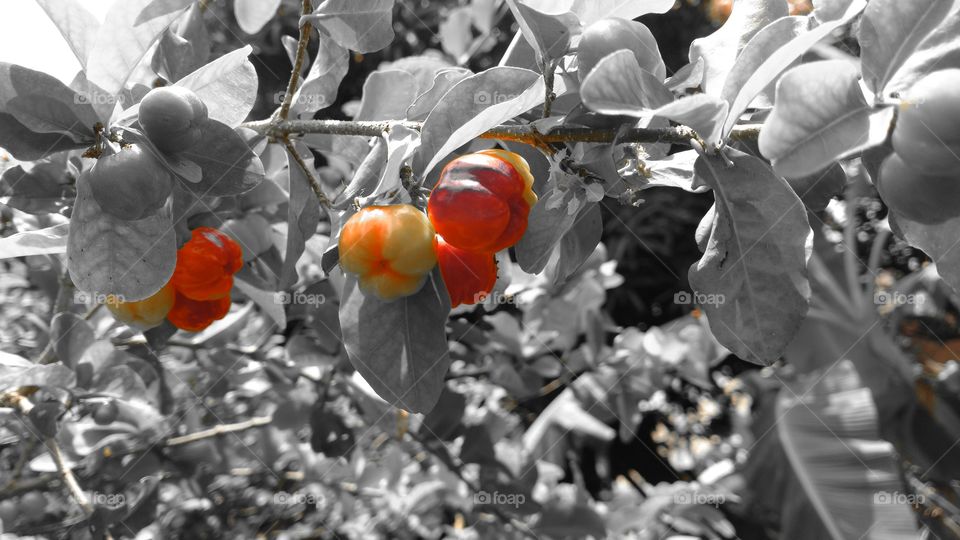 Wallpaper, Pitangas maduras e folhagens em preto e branco.