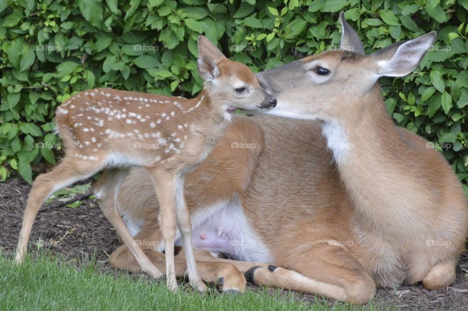 Doe and Fawn