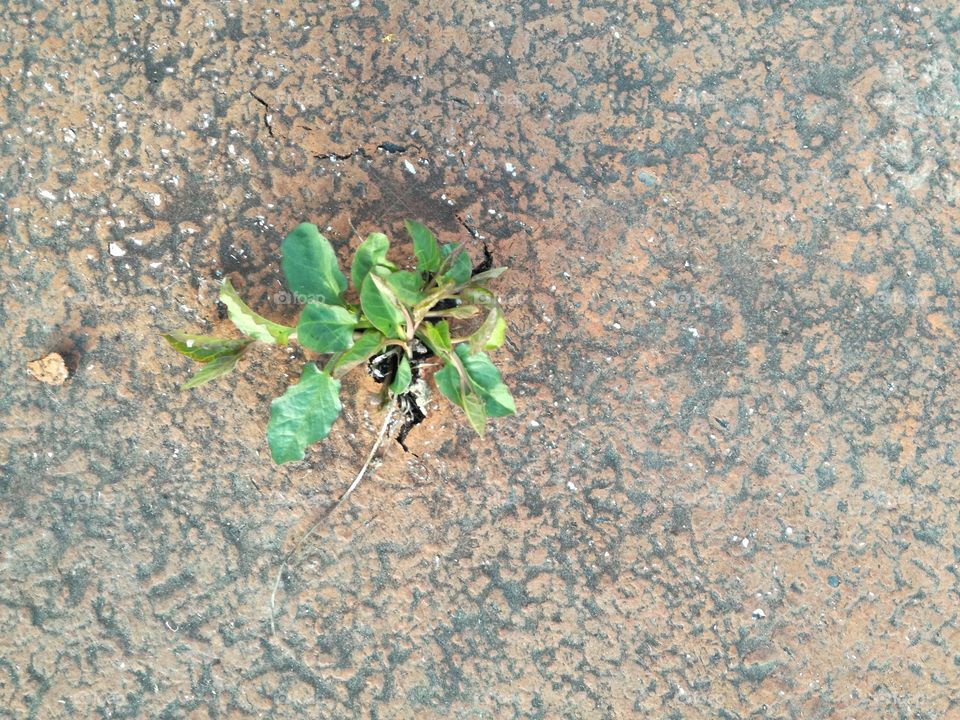 The life force overcomes every obstacle: through asphalt