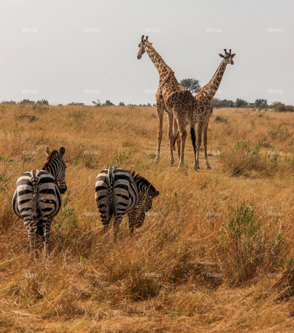 Wildlife friends 