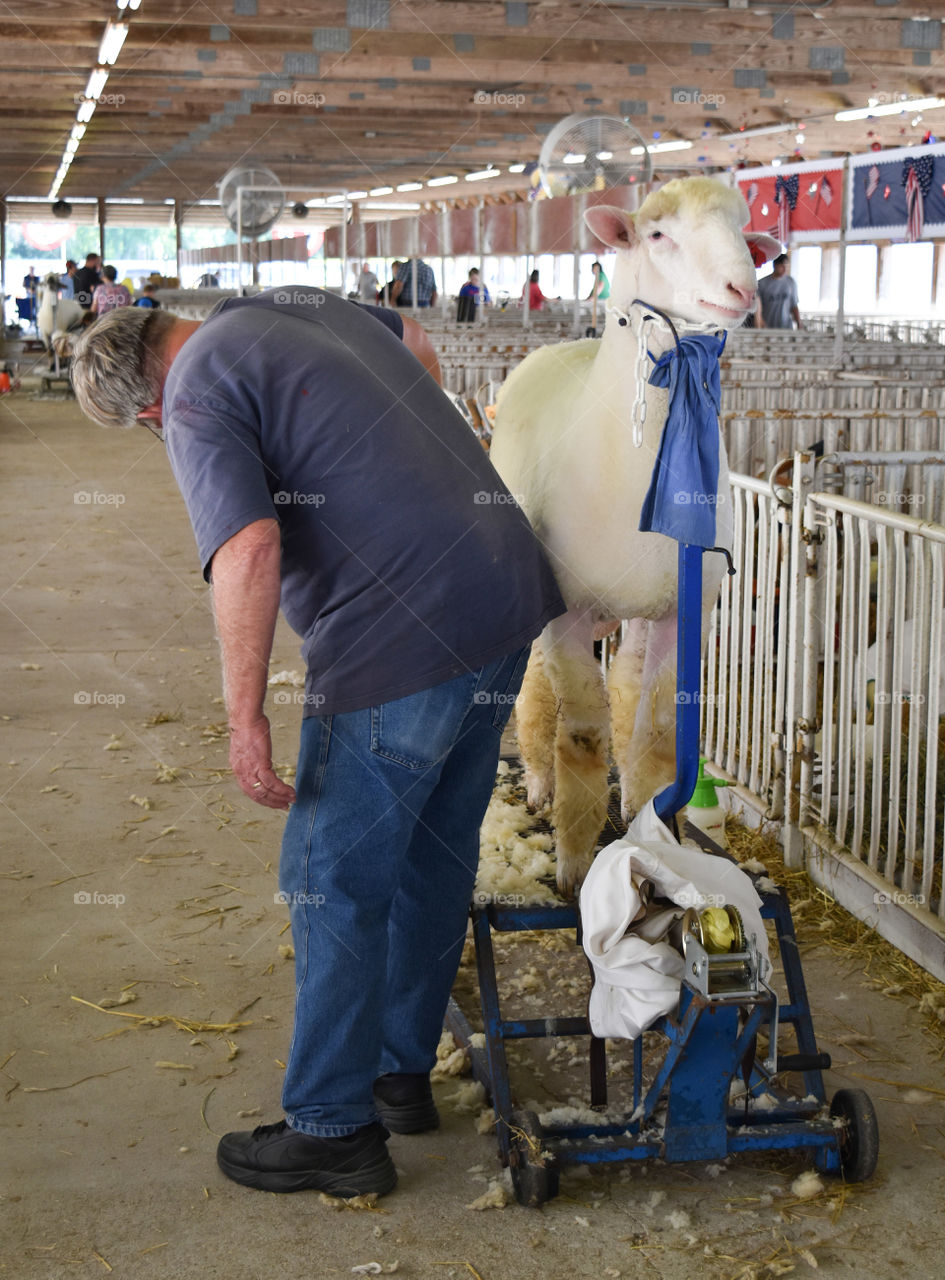 shearing a sheep at the state / county fair