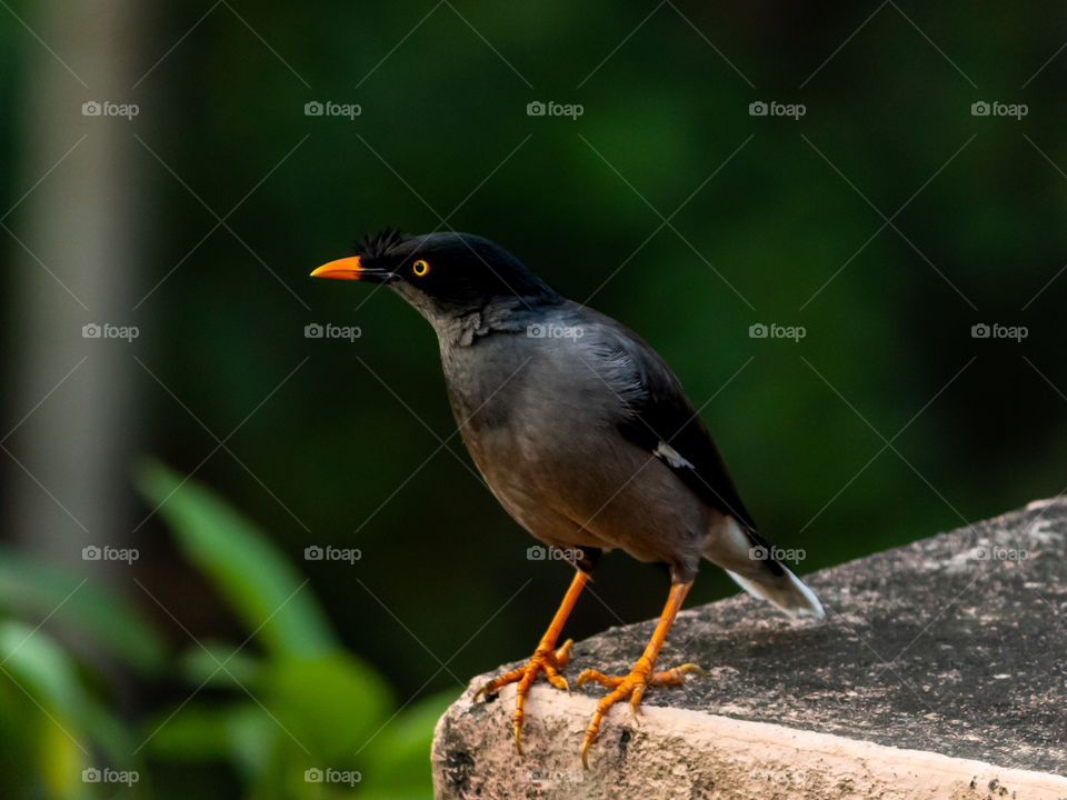 Jungle Myna