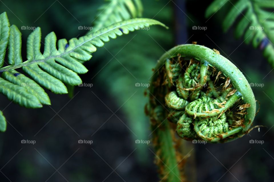 Fern