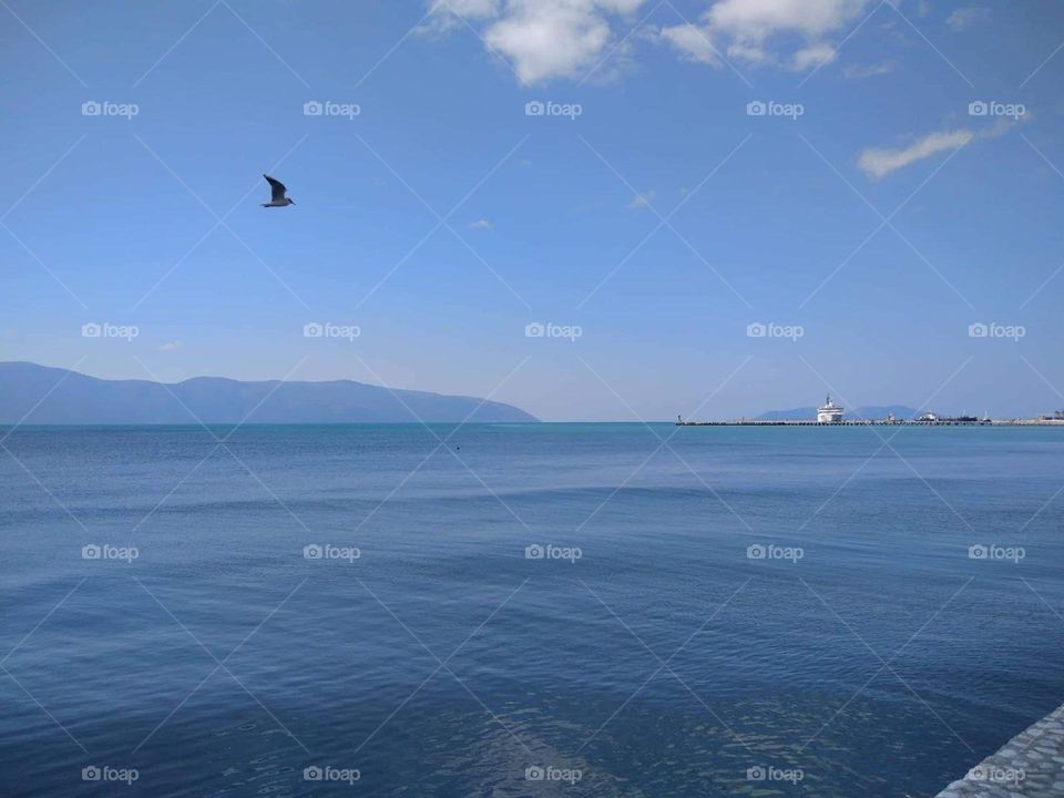 Flying bird over blue sea