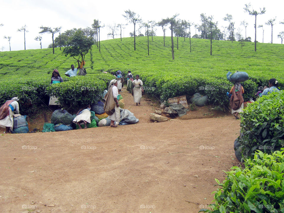 lunch break at teaplantion workers