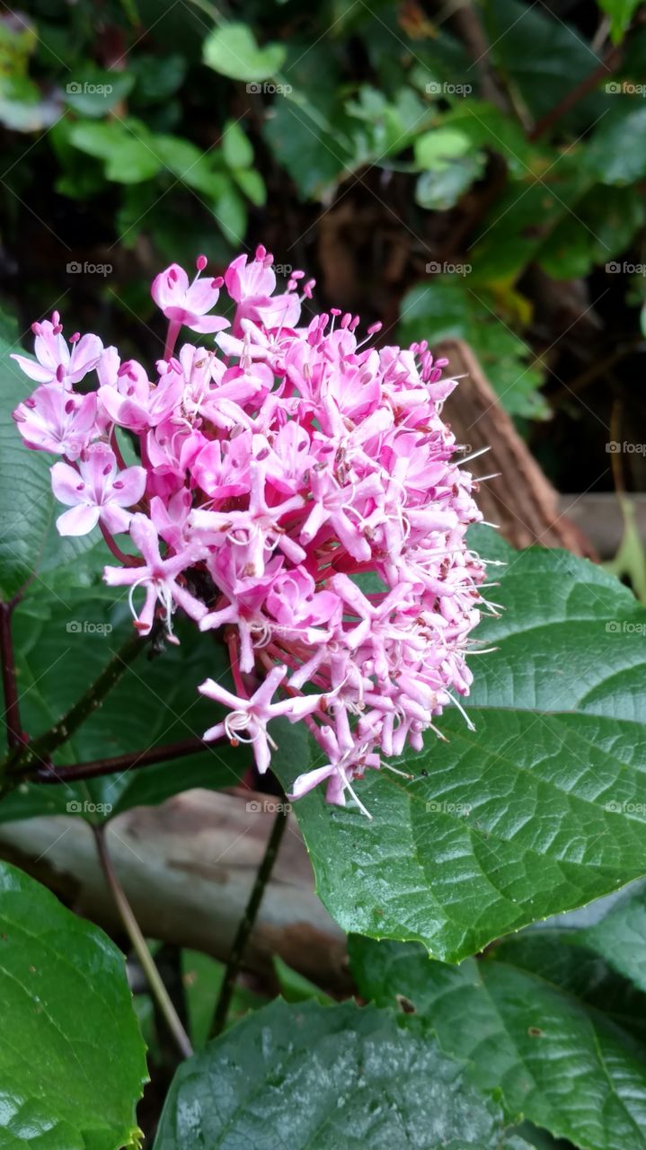 Nature, Leaf, Flora, Flower, Summer