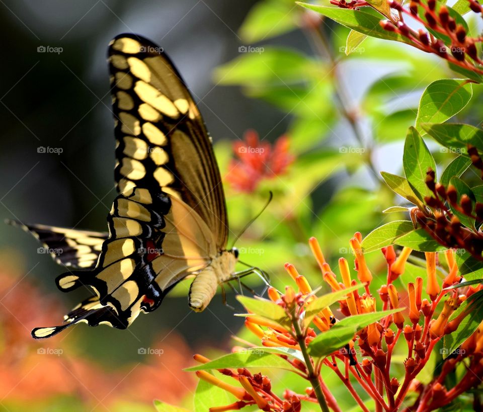 caught this beautiful butterfly pollinating on a firebush