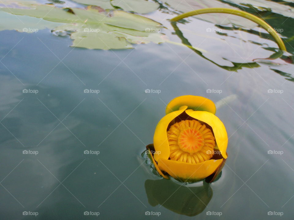 Yellow water lily . Nuphar lutea