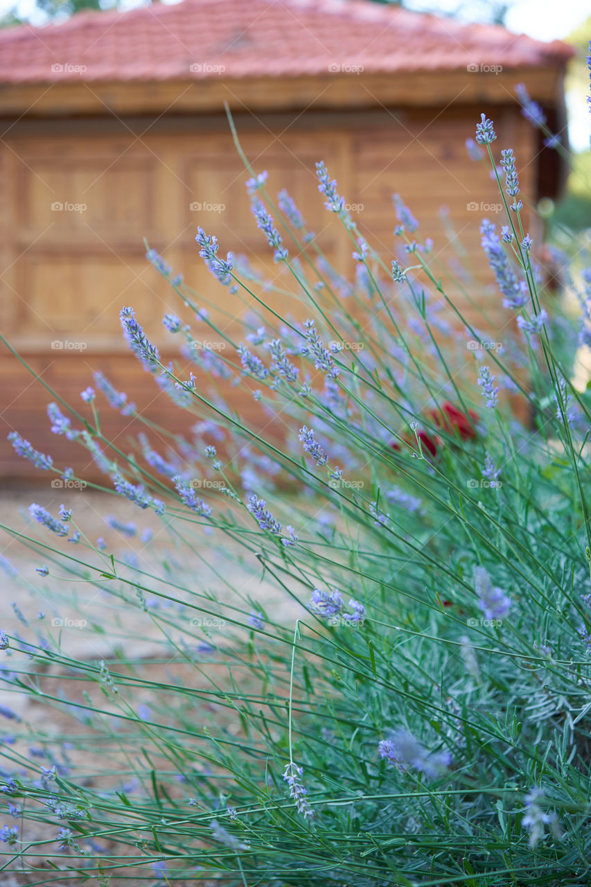 Lavender in the garden 