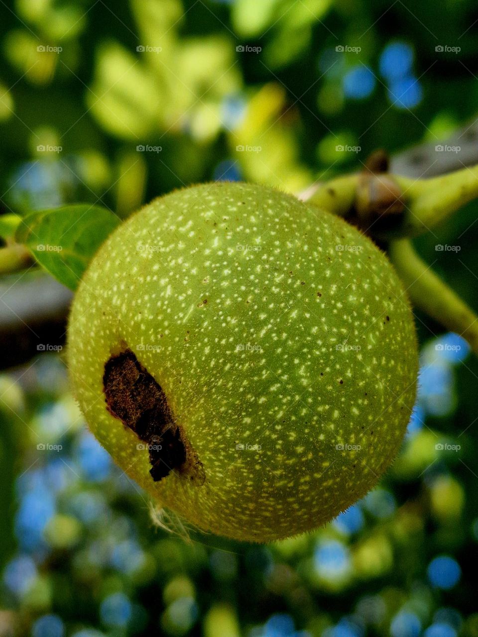 green walnut