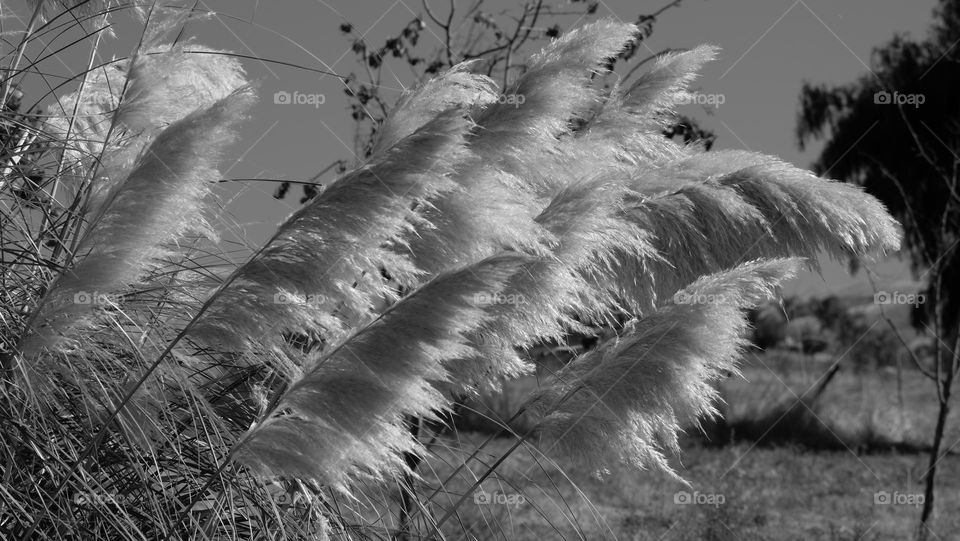 Pampas grass blowing in the wind.