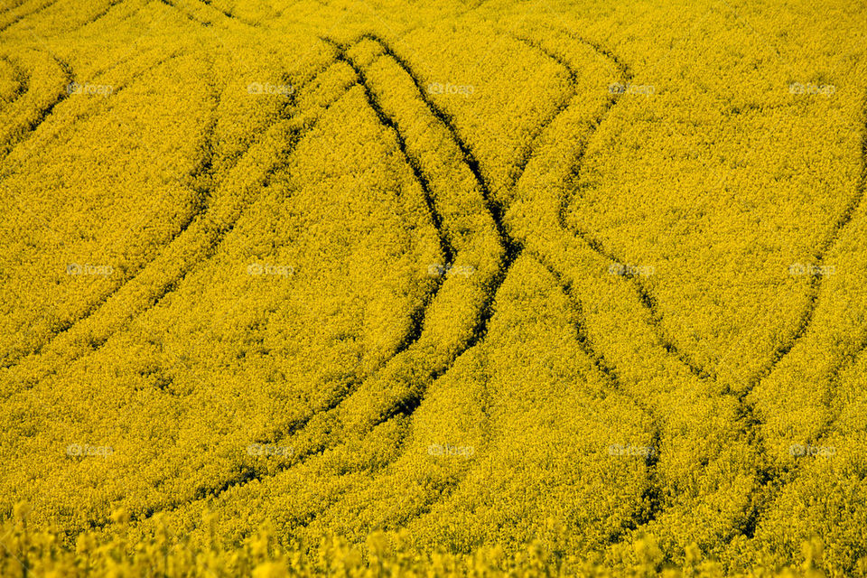 yellow fields