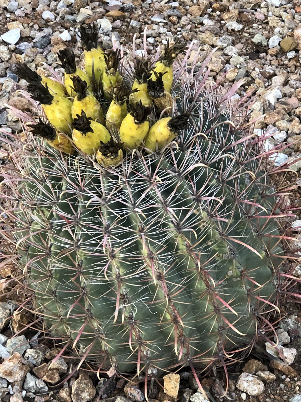 Blooming Cactus