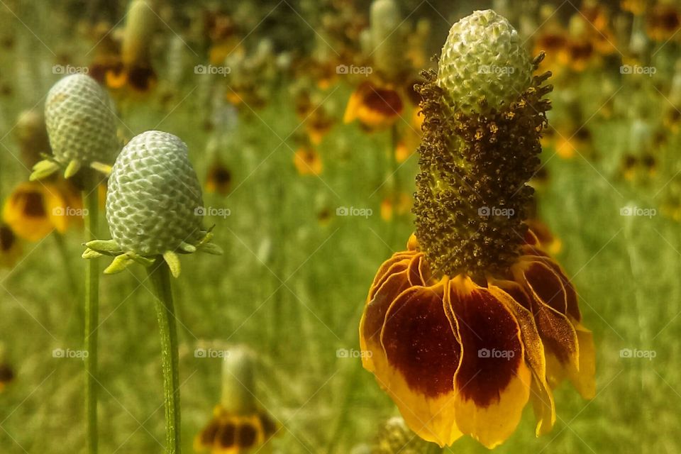 Mexican hat, Red-spike Mexican hat, Upright prairie coneflower, Prairie coneflower, Long-headed coneflower, Thimbleflower