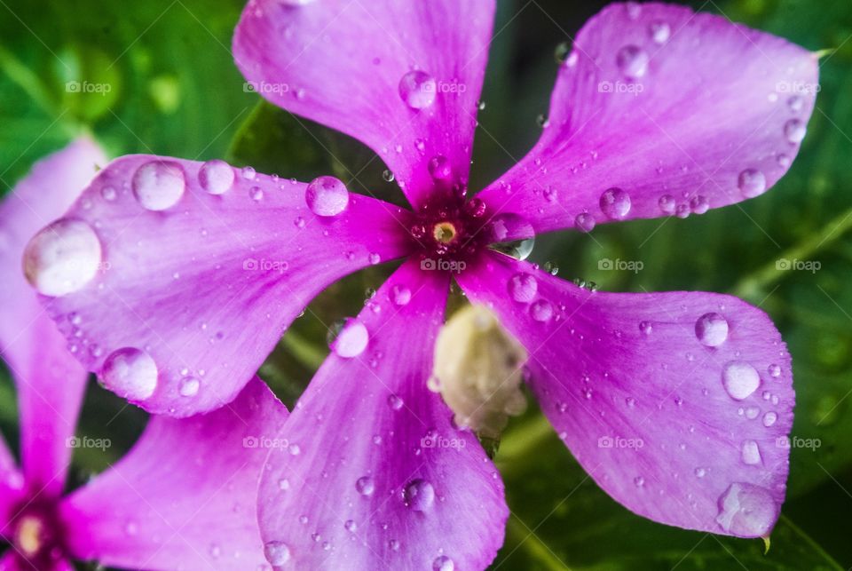 beautiful macro shot 