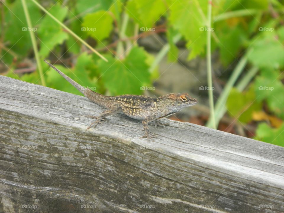 lizard on a wood plank