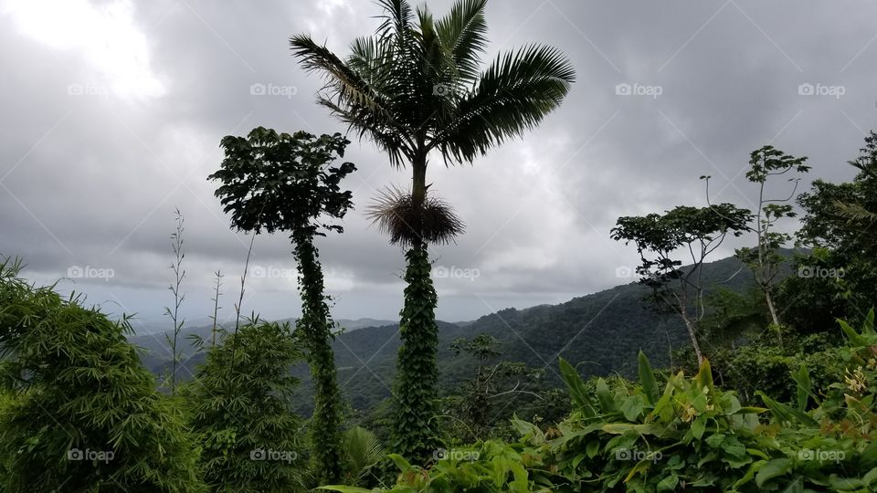 Puerto Rico Rain Forest