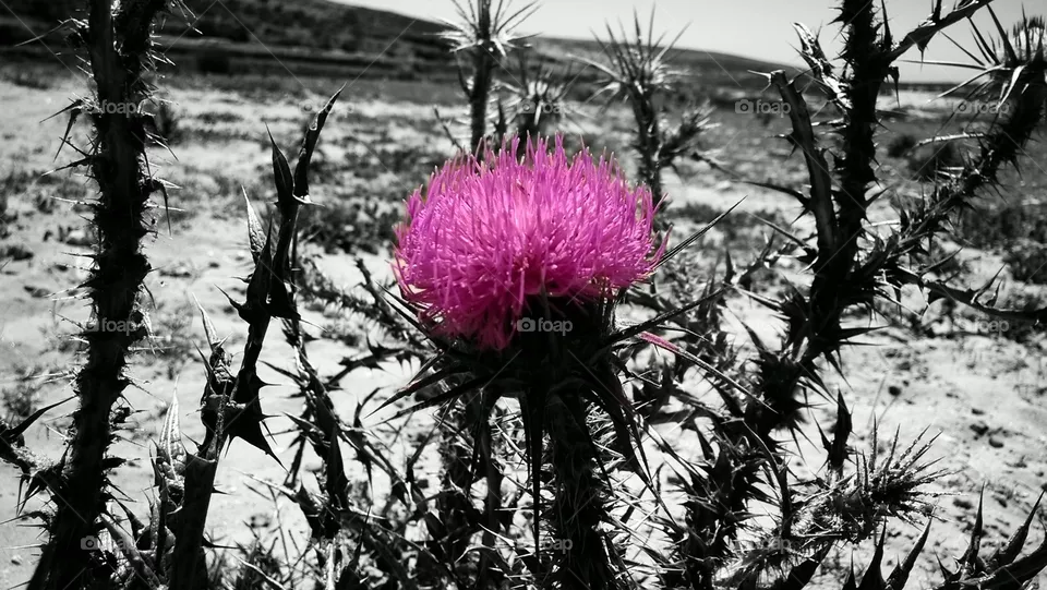 flower