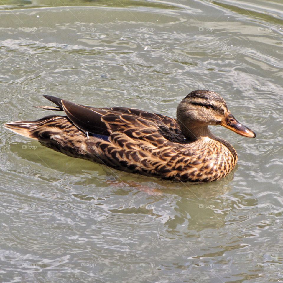 Female France Duck 