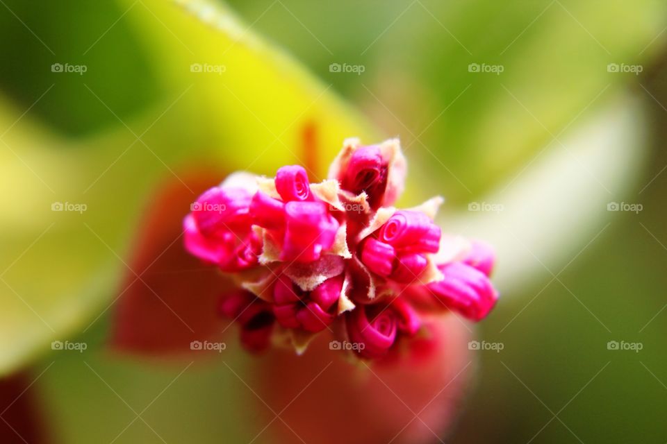 Pink bud starting to bloom