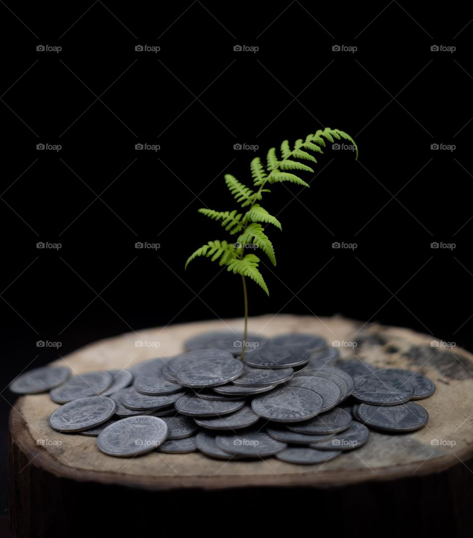 coins and plants growing in it as an investment growth concept from a little coins to more and more and growing