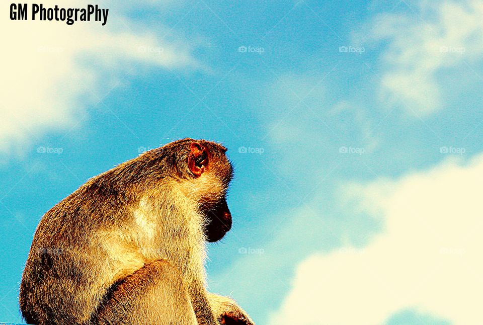 Even a Monkey has Several thoughts 😂...700D click ... landscape try ....better view towards the sky... Contrasted Click