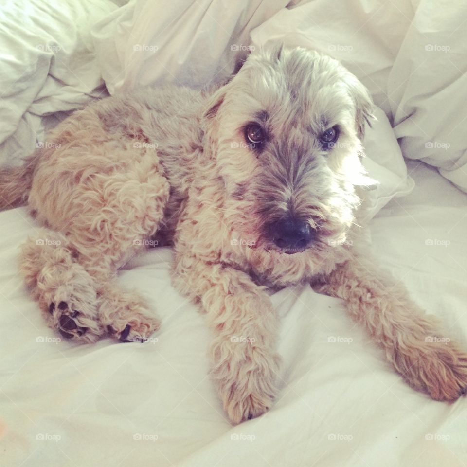 Morning Pup. Wheaton Terrier dog