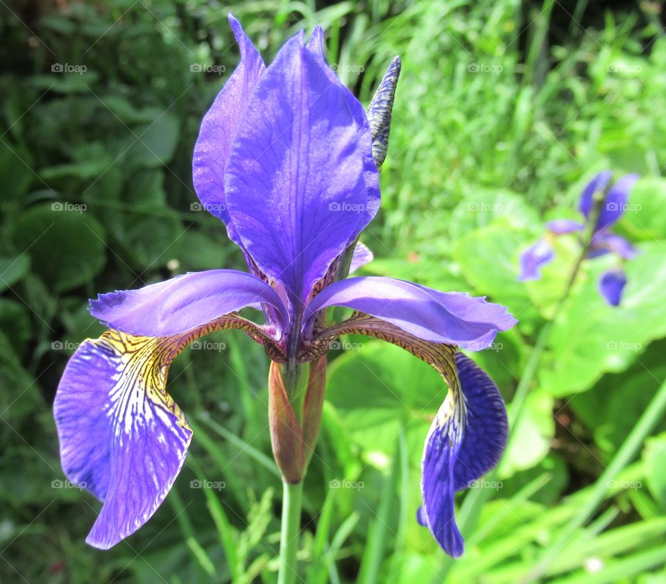 Bright purple iris