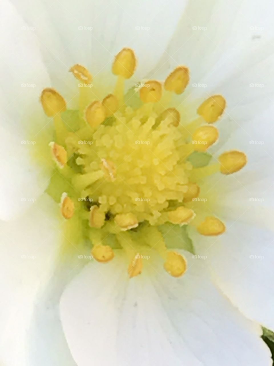 Strawberry blossom 