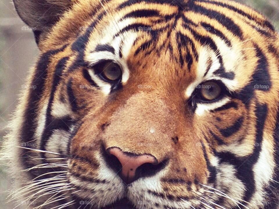 Tiger Eyes 