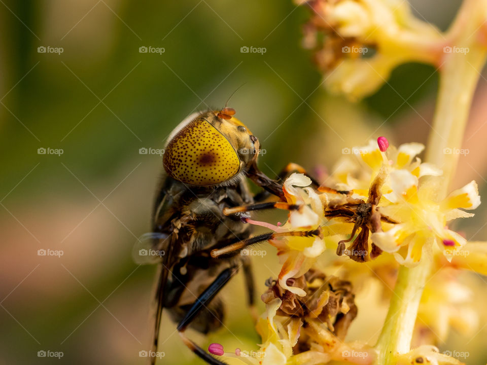 Pollinator