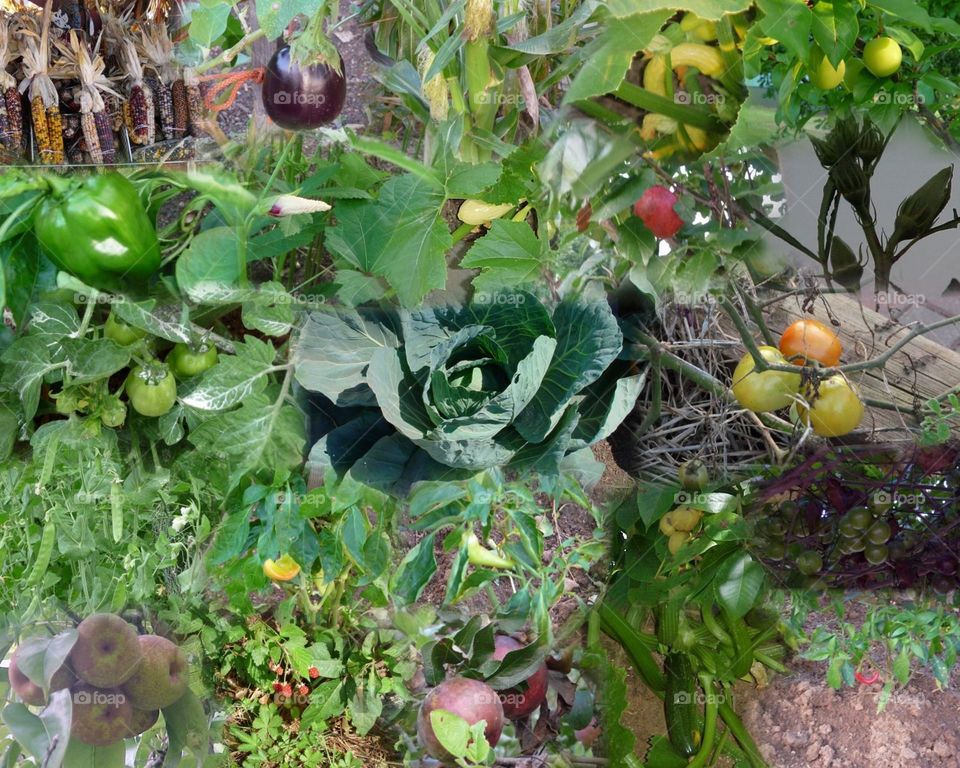 Veggie collage