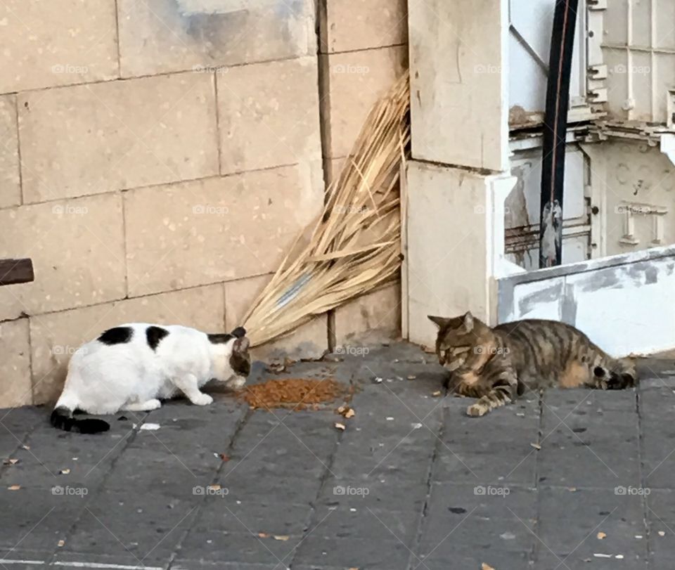 Street cats in Jerusalem