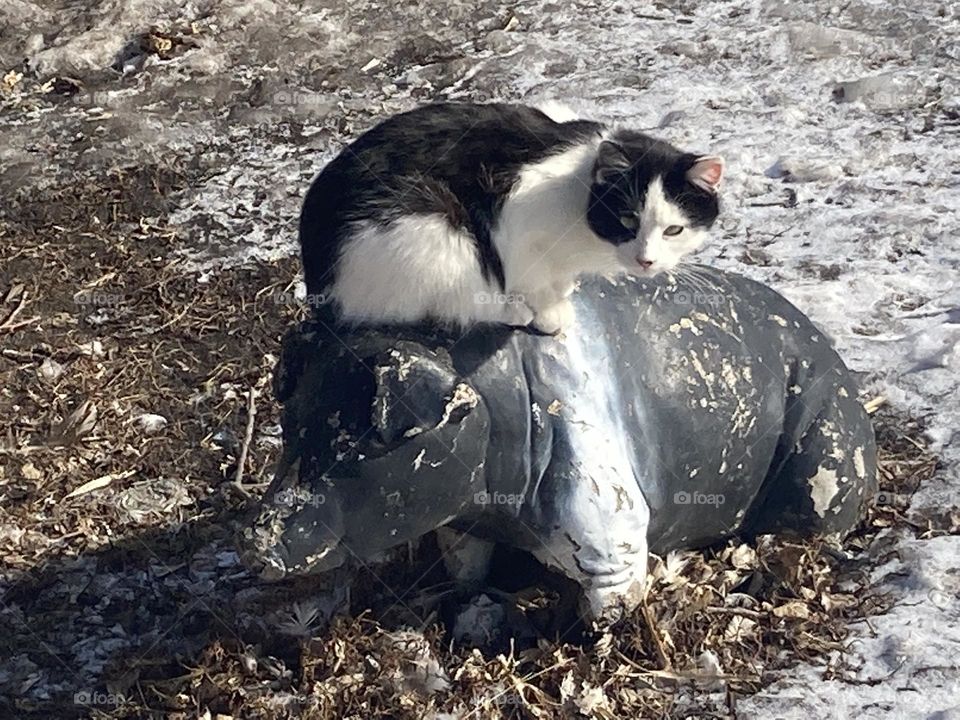 Cat on pig