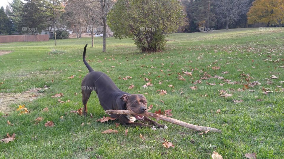 Pit Bull playing out side