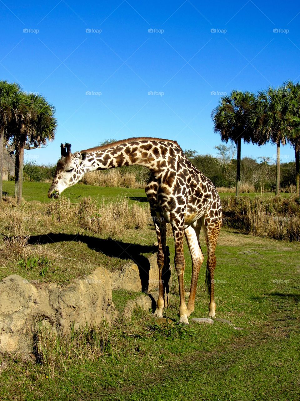 Taken at Disney's Animal Kingdom in one of their Kilimanjaro Safari ride. Enjoying another lovely Florida weather.