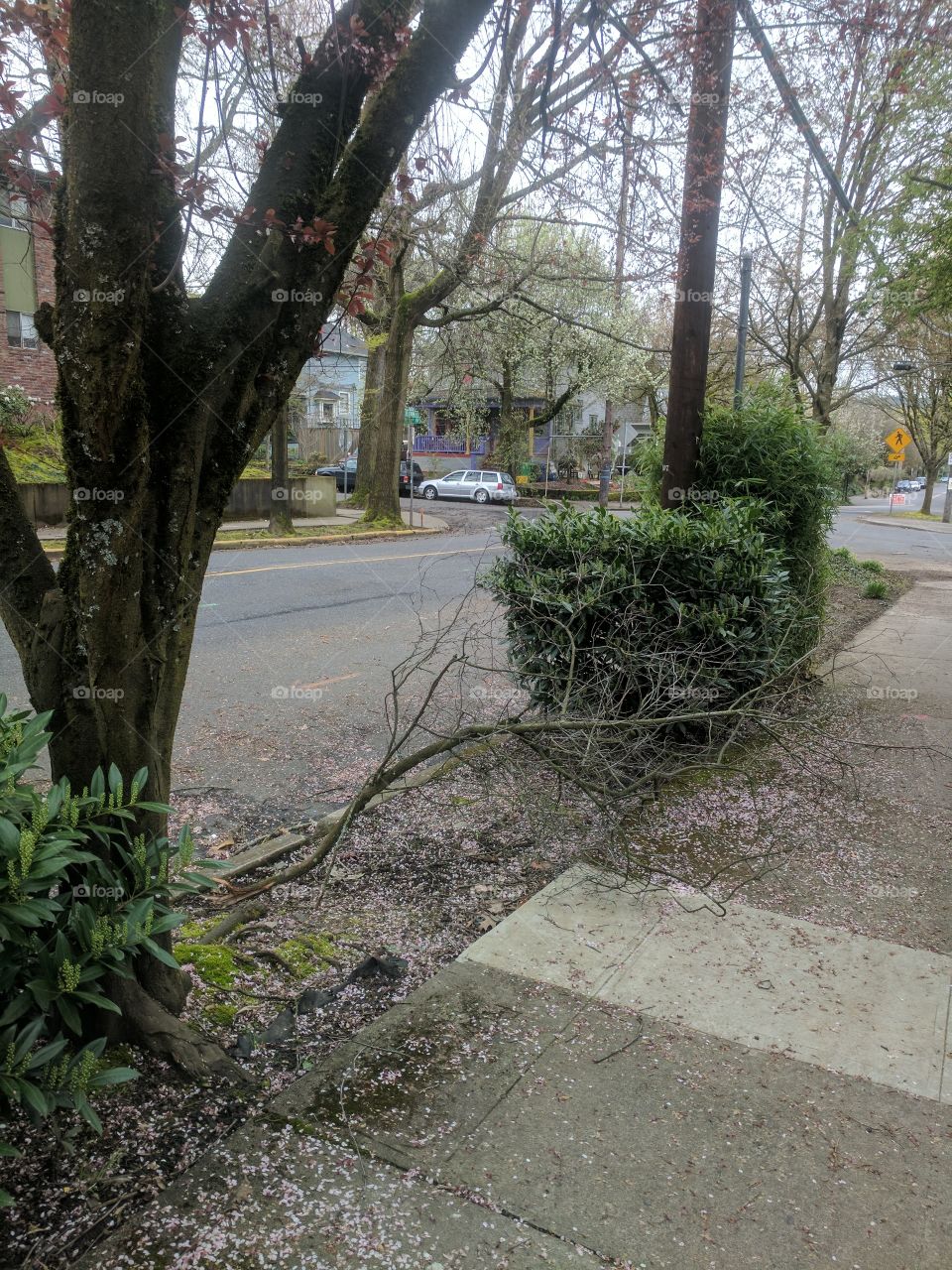 Downed Branch