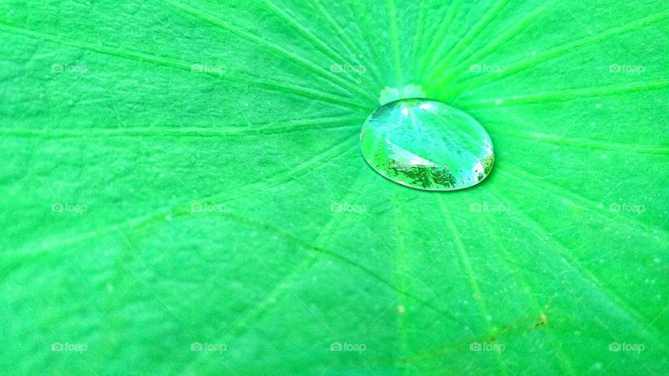 Water on a leaf