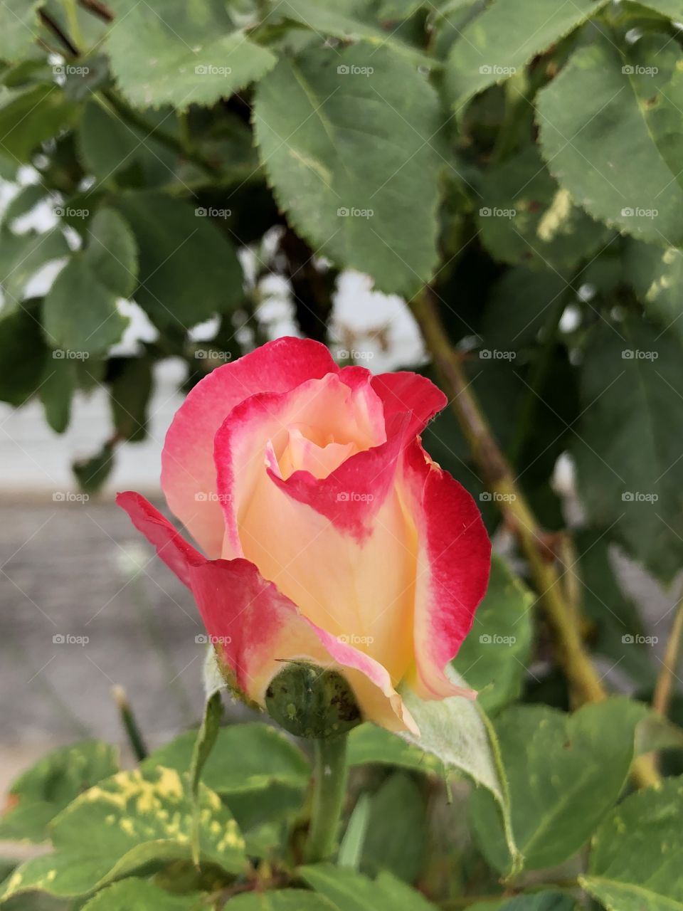 Budding rose