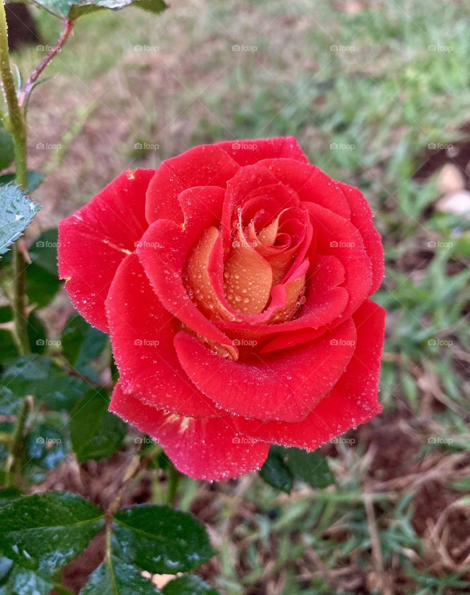 🌹 🇺🇸 Very beautiful flowers to brighten our day.  Live nature and its beauty. Did you like the delicate petals? / 🇧🇷 Flores muito bonitas para alegrar nosso dia. Viva a natureza e sua beleza. Gostaram das pétalas delicadas? 