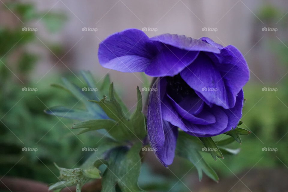 Close-up of purple flower